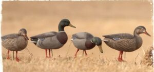 Набор подсадных уток FA Мод. GUNNER HD MALLARD FEEDERS