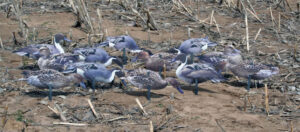 Набор подсадных уток REAL GEESE Мод. PRO SERIES II EXTREME PINTAILS