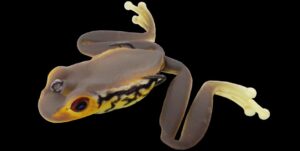 Лягушка KAHARA Мод. DIVING #06 JP TOAD